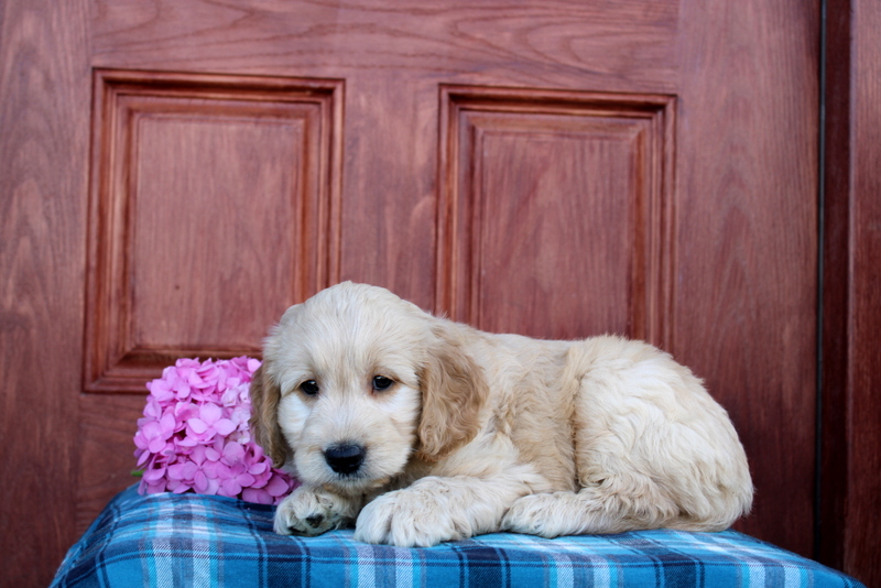 puppy, for, sale, Mini  Goldendoodle, Matthew B. Stoltzfus, dog, breeder, Gap, PA, dog-breeder, puppy-for-sale, forsale, nearby, find, puppyfind, locator, puppylocator, aca